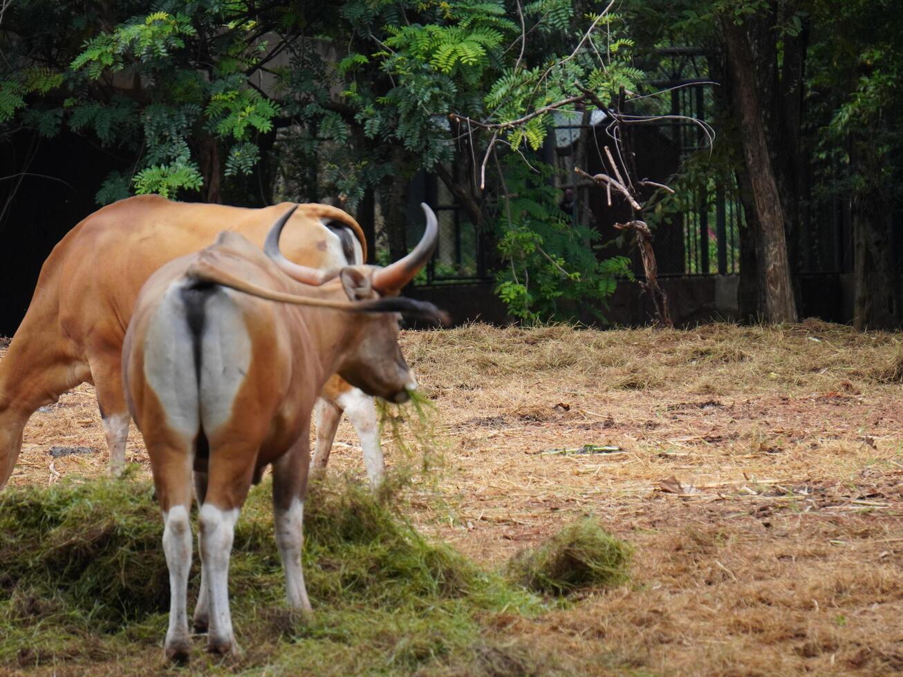 Banteng Herd Feeding in EnclosureBanteng Herd Feeding in Enclosure. photo