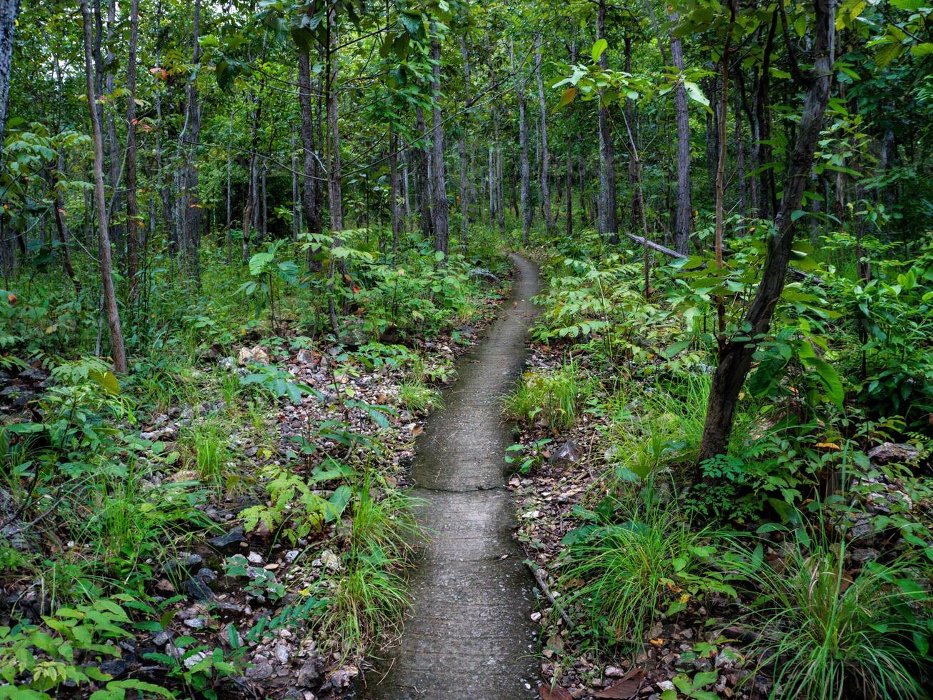 Narrow concrete path up a hill in the rainforest on a rainy day. photo