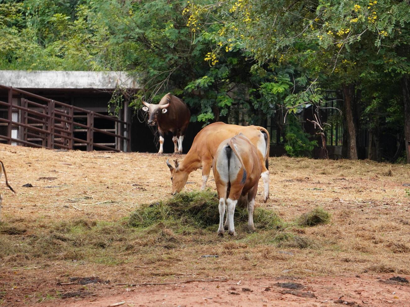 Banteng Herd Feeding in EnclosureBanteng Herd Feeding in Enclosure. photo