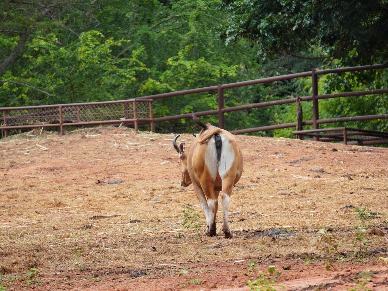 Banteng Herd Feeding in EnclosureBanteng Herd Feeding in Enclosure. photo