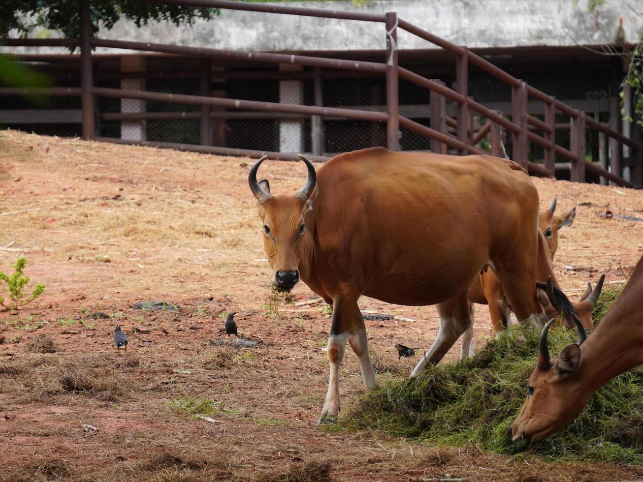 Banteng Herd Feeding in EnclosureBanteng Herd Feeding in Enclosure. photo
