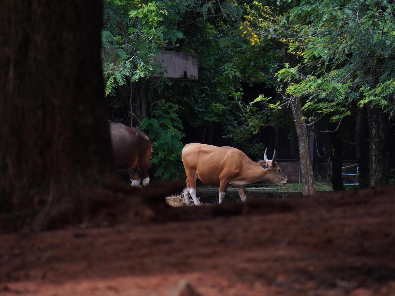 Banteng Herd Feeding in EnclosureBanteng Herd Feeding in Enclosure. photo