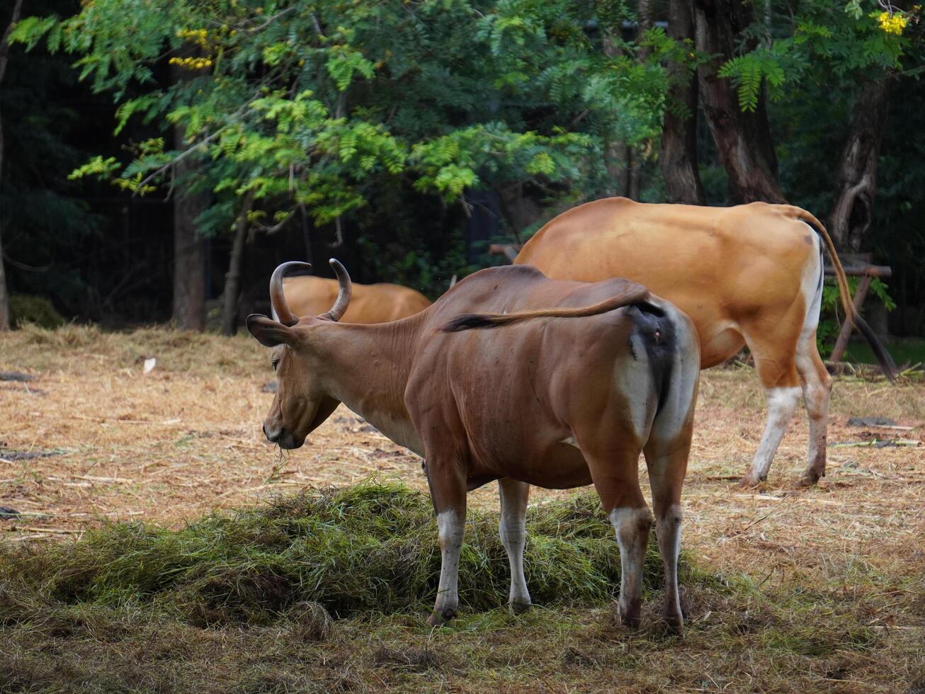 Banteng Herd Feeding in EnclosureBanteng Herd Feeding in Enclosure. photo