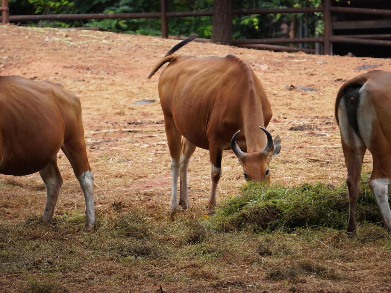Banteng Herd Feeding in EnclosureBanteng Herd Feeding in Enclosure. photo