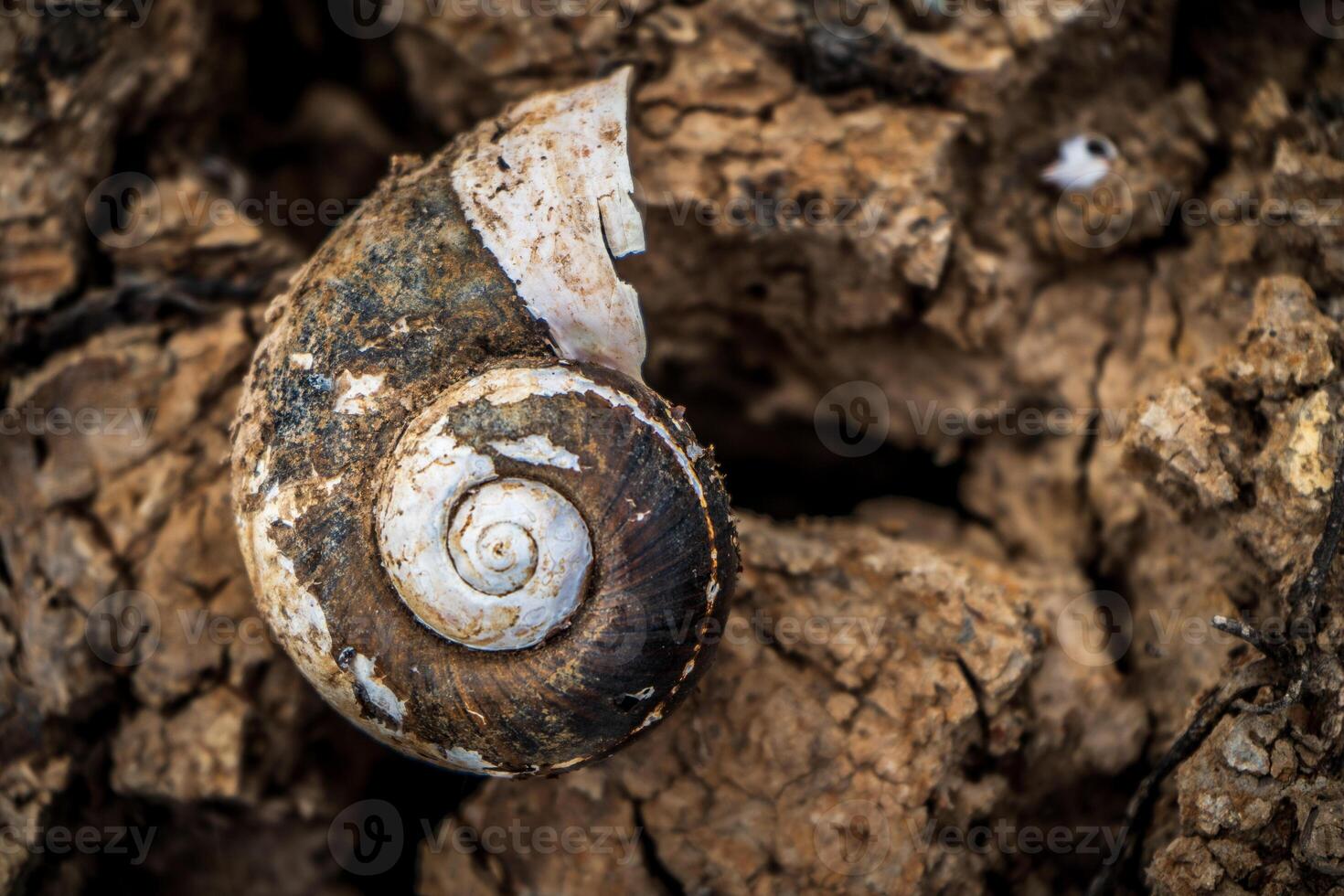 A snail shell is seen on a tree trunk photo
