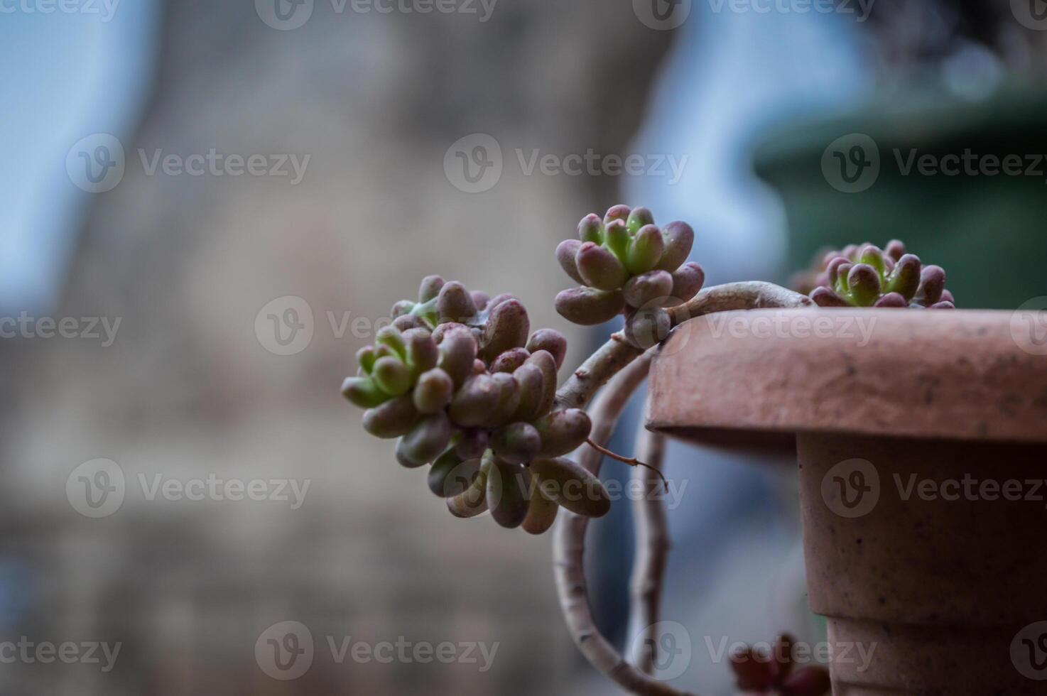 A plant in a pot photo