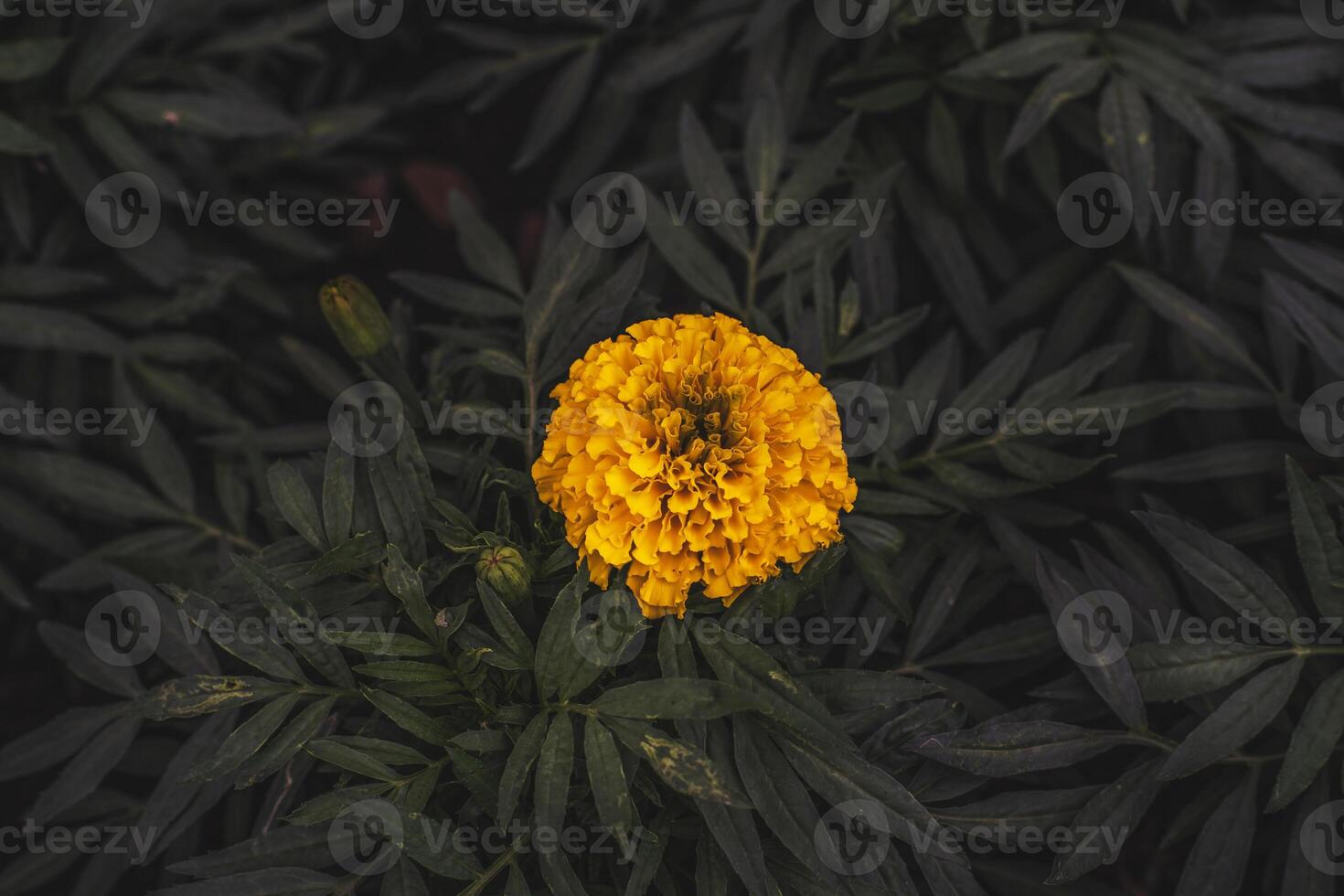 A single yellow flower in a dark green plant photo