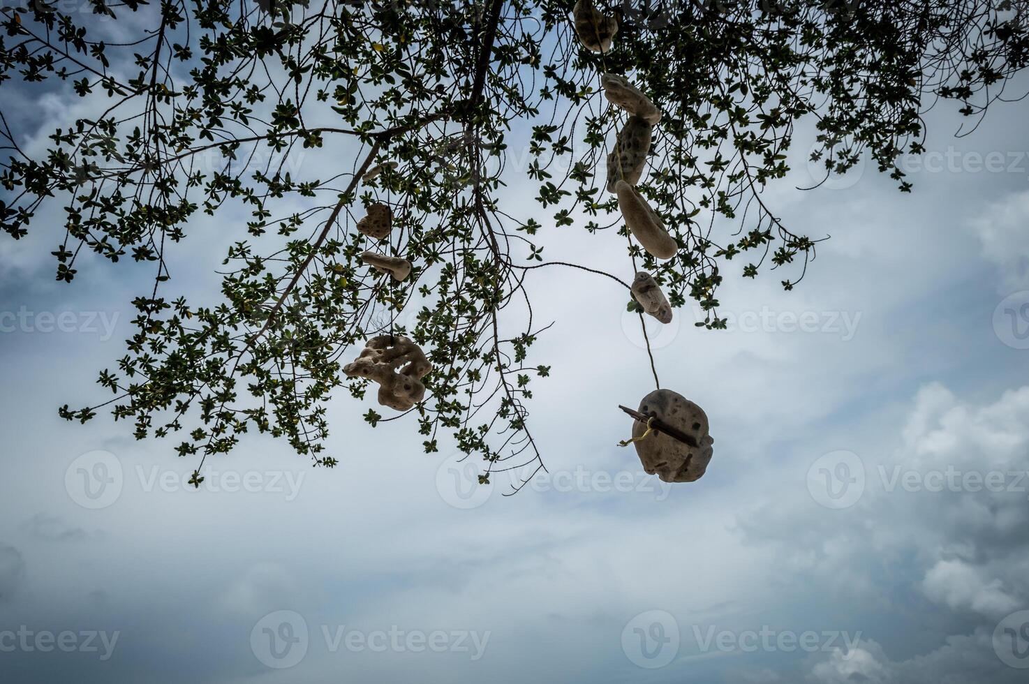A bird's nest suspended from a tree photo