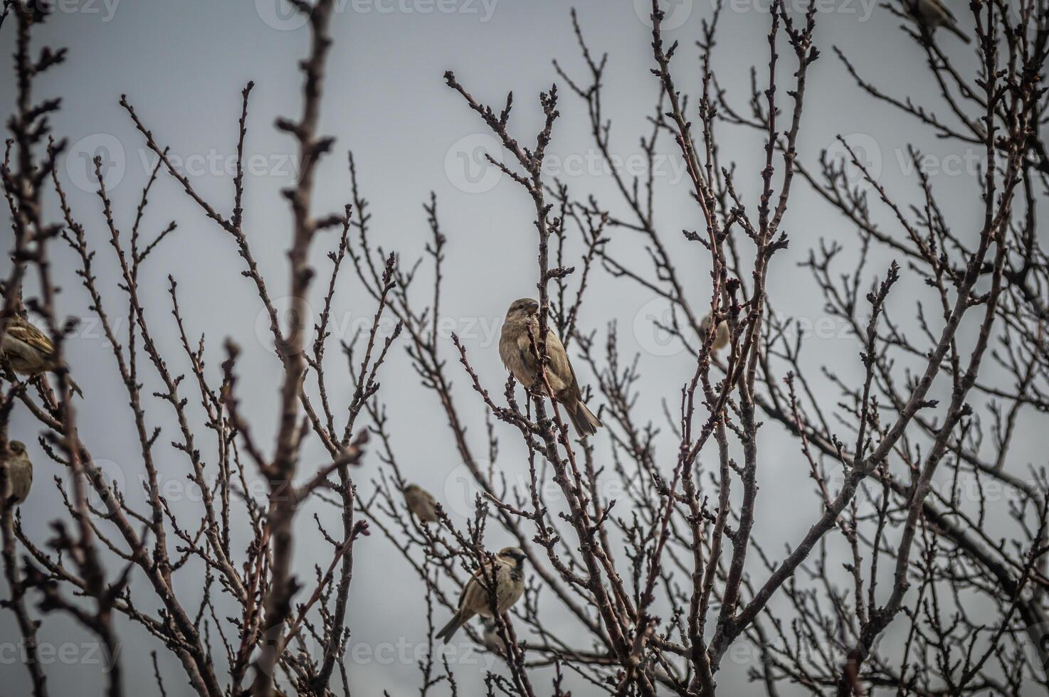 A group of birds sitting on a tree branch photo