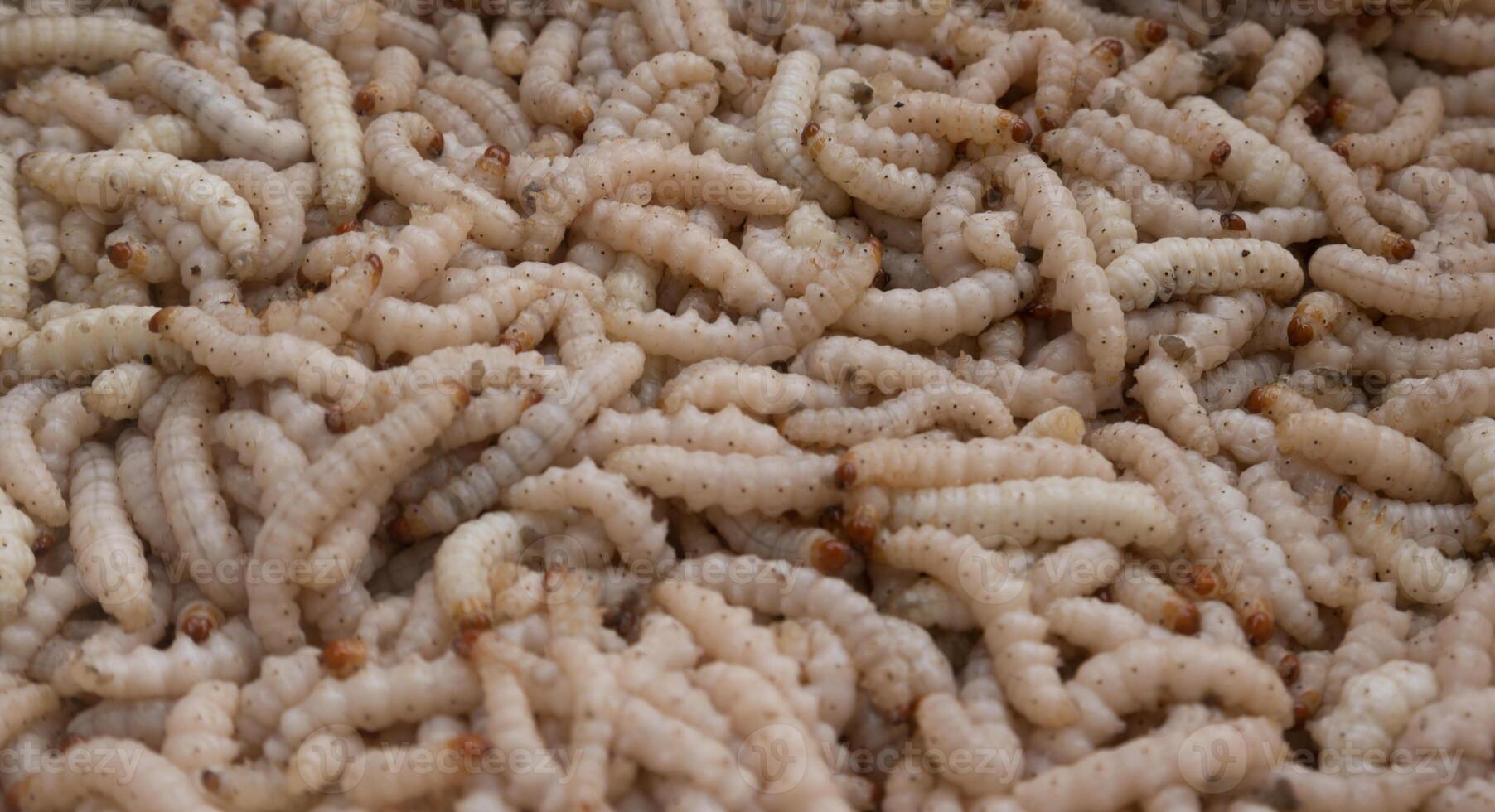 A pile of worms in a pile of dirt photo