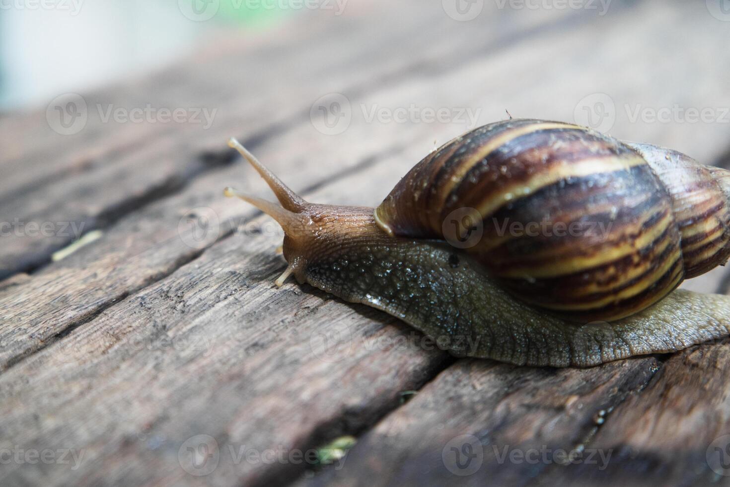 A snail crawling on a wooden surface photo