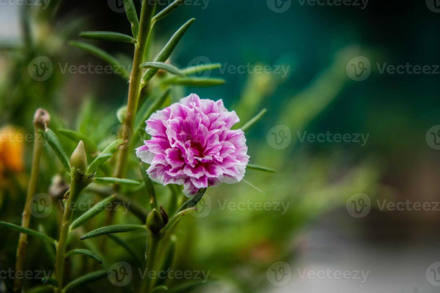A pink flower is growing in the middle of a green plant photo
