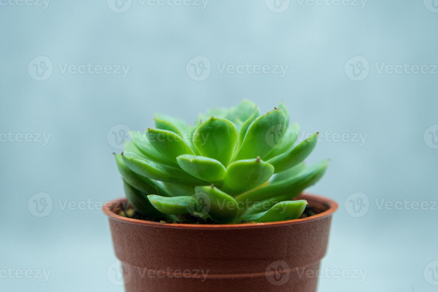 A small green plant in a brown pot photo