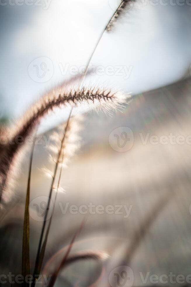 A close up of a plant with a sun in the background photo