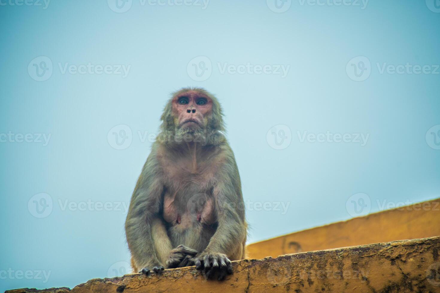 A monkey sitting on a wall with a blue sky in the background photo