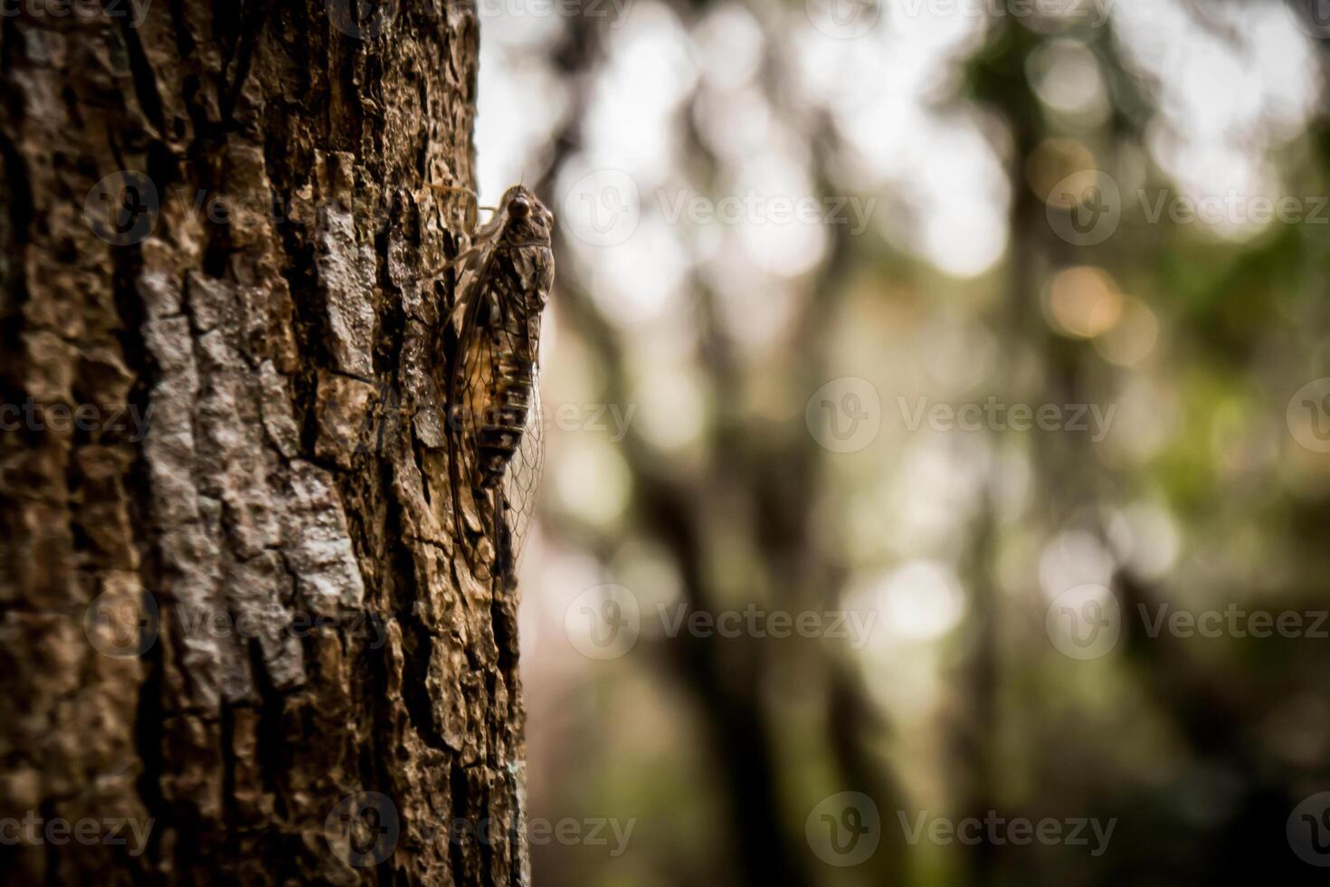 A lizard is sitting on a tree trunk photo
