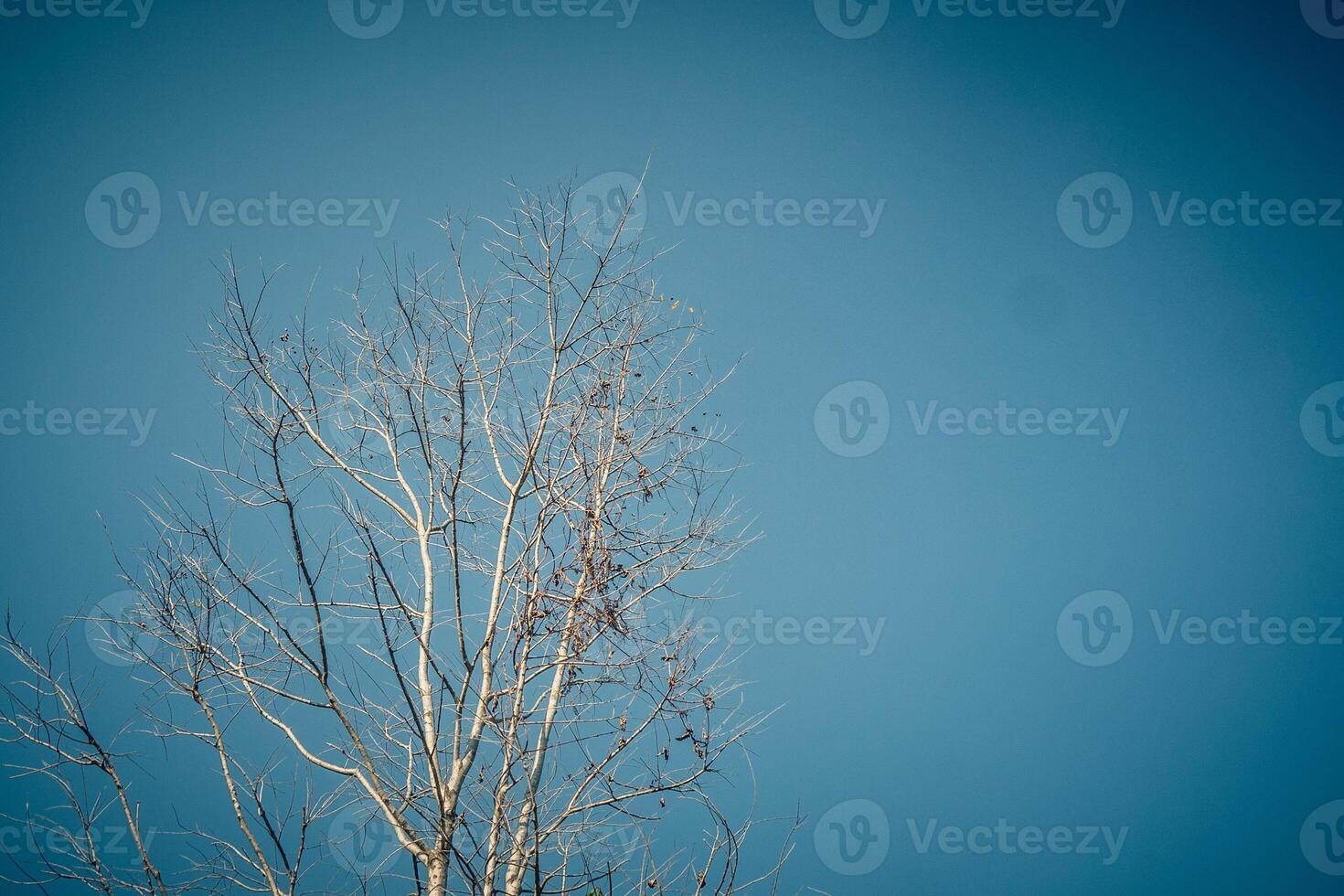 A plane flying over a tree with no leaves photo