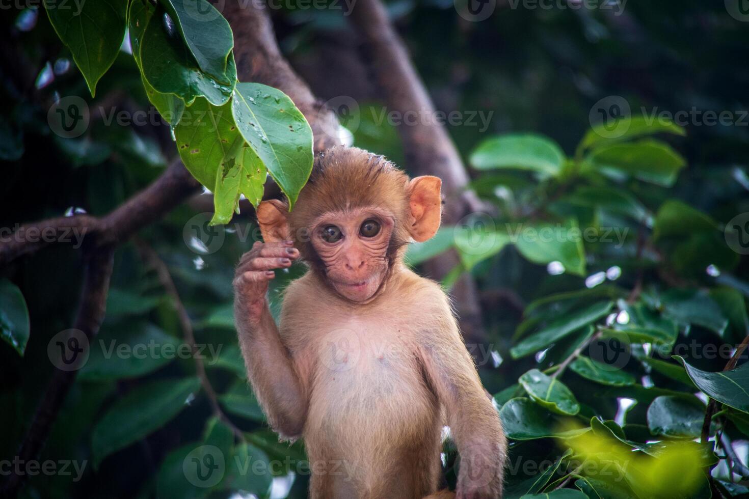 A monkey in a tree photo