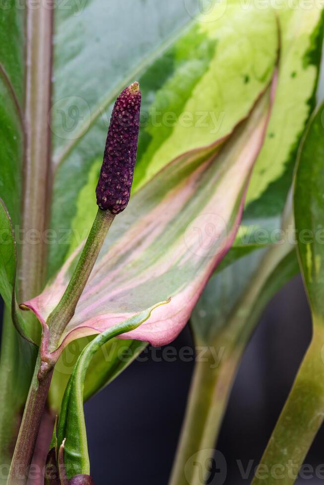 Anthurium Renaissance Flower and Spadix photo