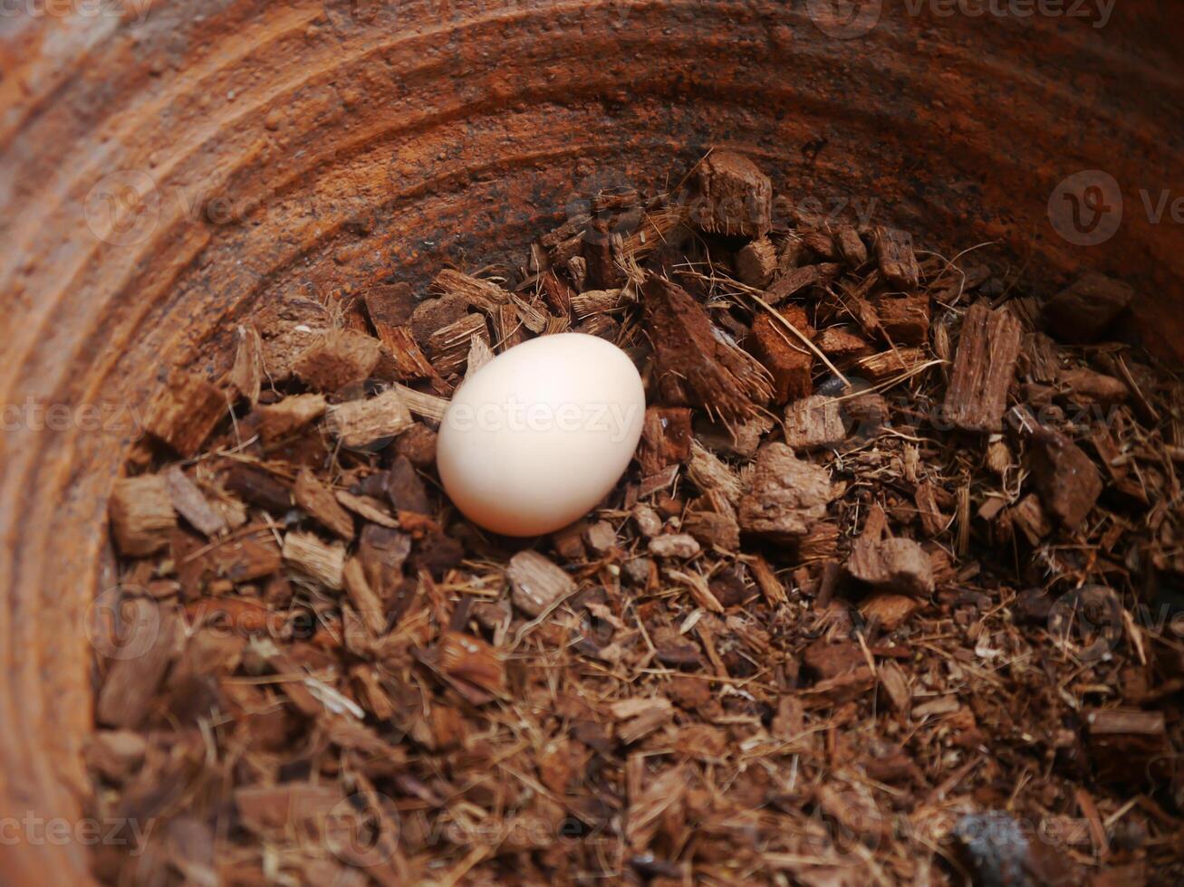 A white egg in a pot of brown wood chips photo