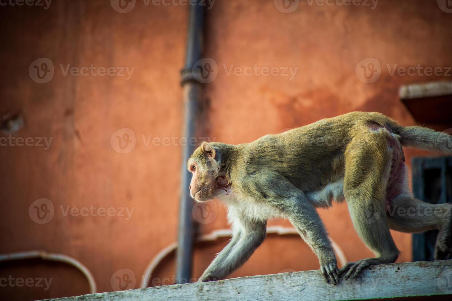A monkey walking on a ledge photo