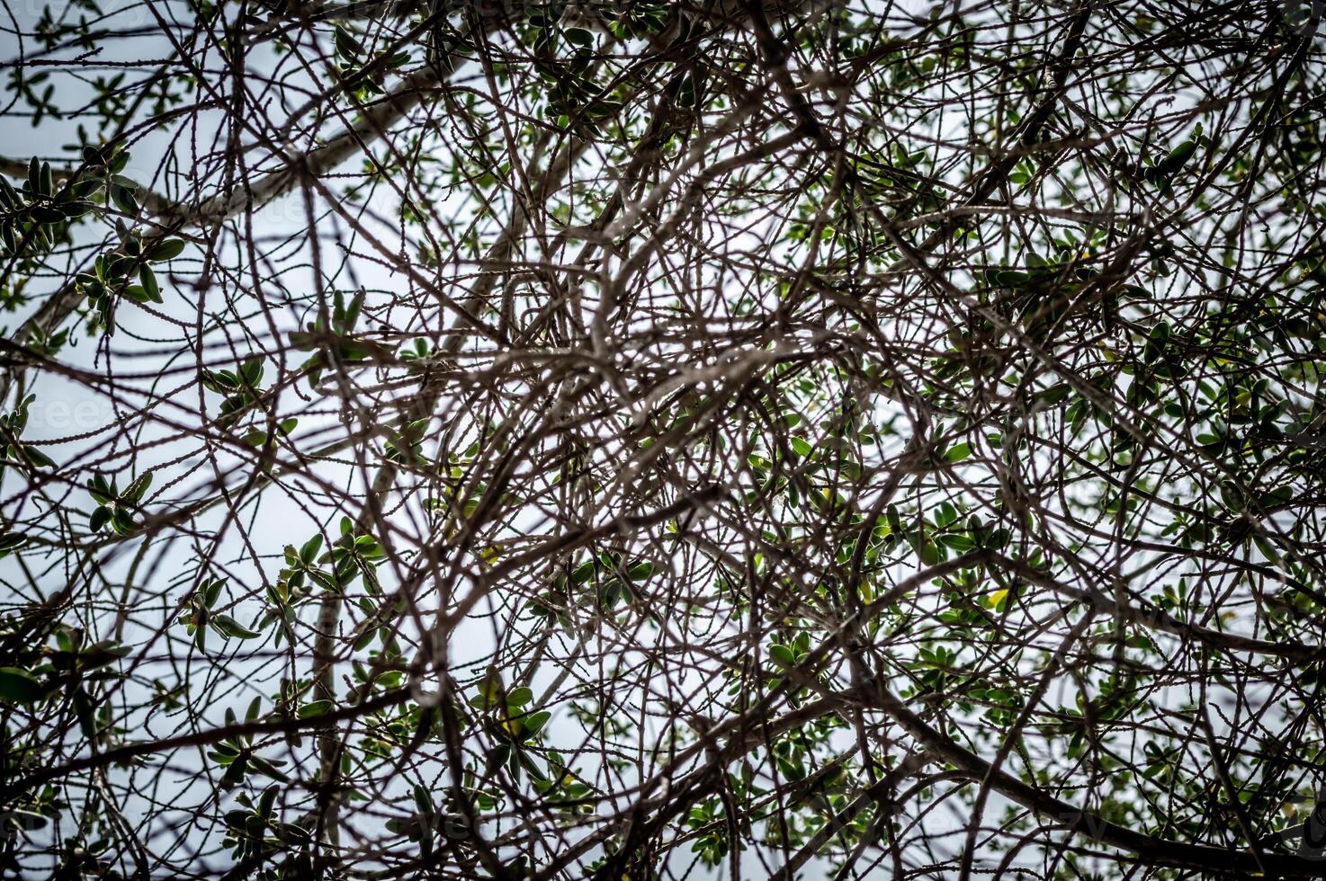 A tree with branches and leaves against a cloudy sky photo