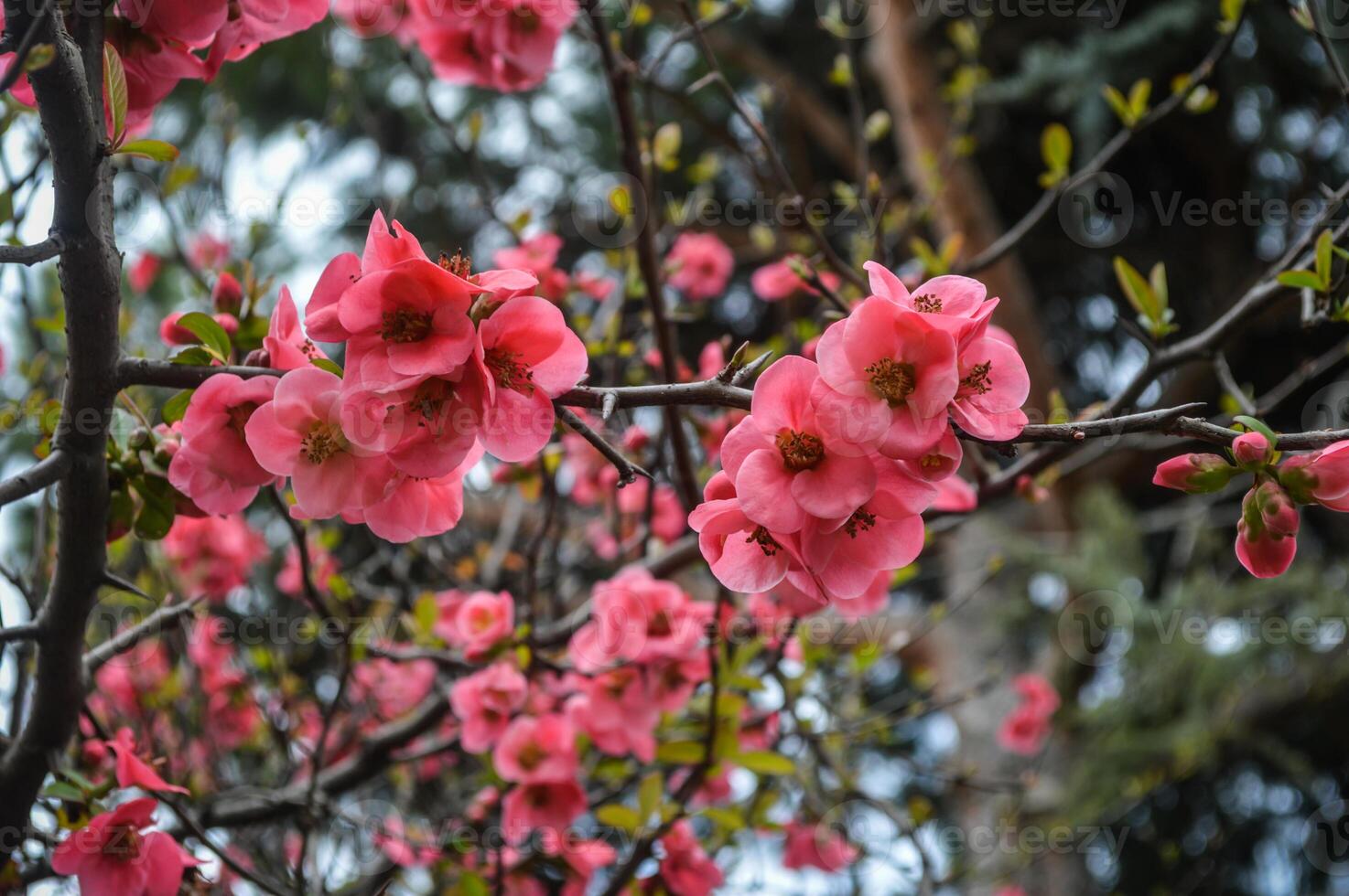 Pink flowers on a tree branch with green leaves photo