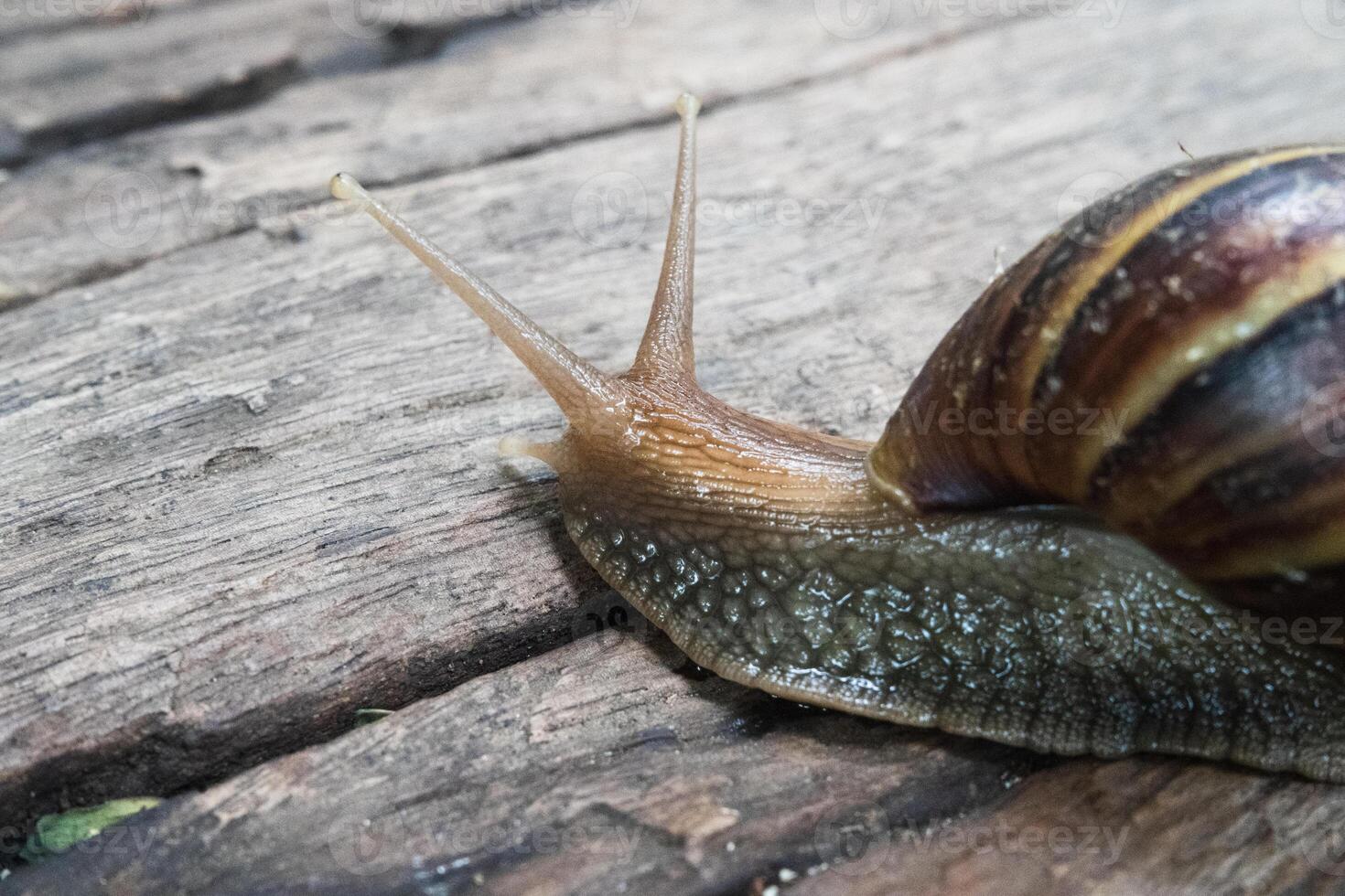 A snail crawling on a wooden surface photo
