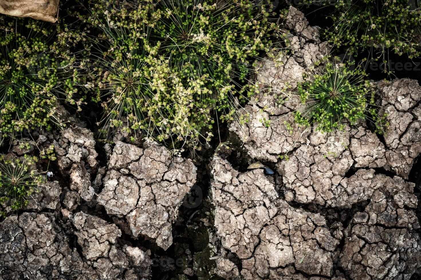 A close up of a rock with grass growing on it photo