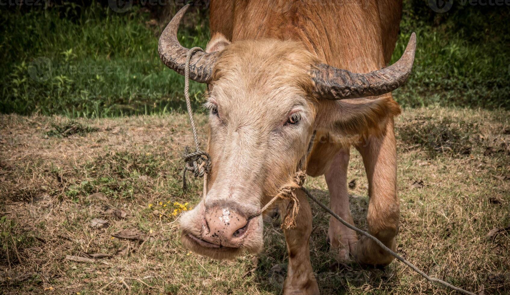 A cow with a long horn standing in a field photo