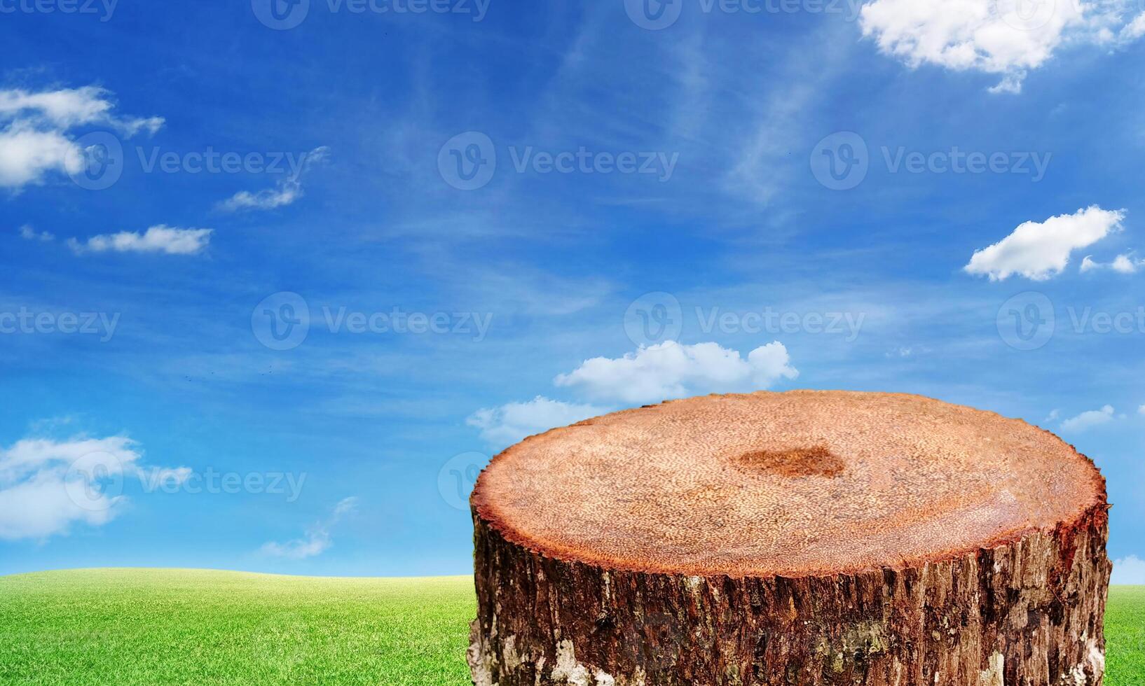 Logs and grass The background is the sky. photo