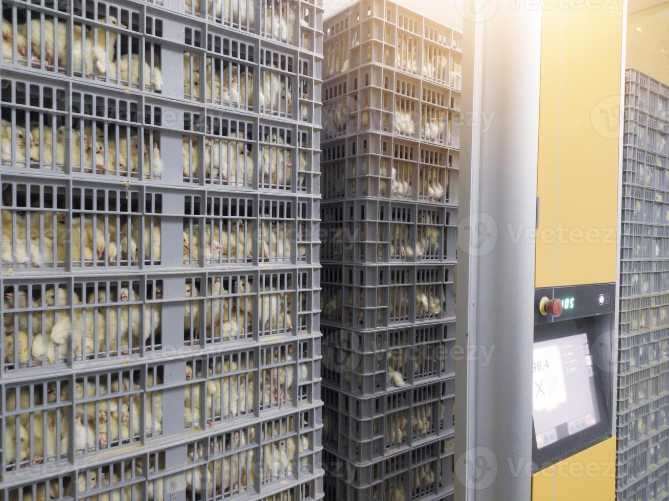 Hatching eggs in modern incubator hatchering machine, A newborn chicken is knocked out of an eggs ,brood of small chicks. High Technology of newborn chicken production. photo
