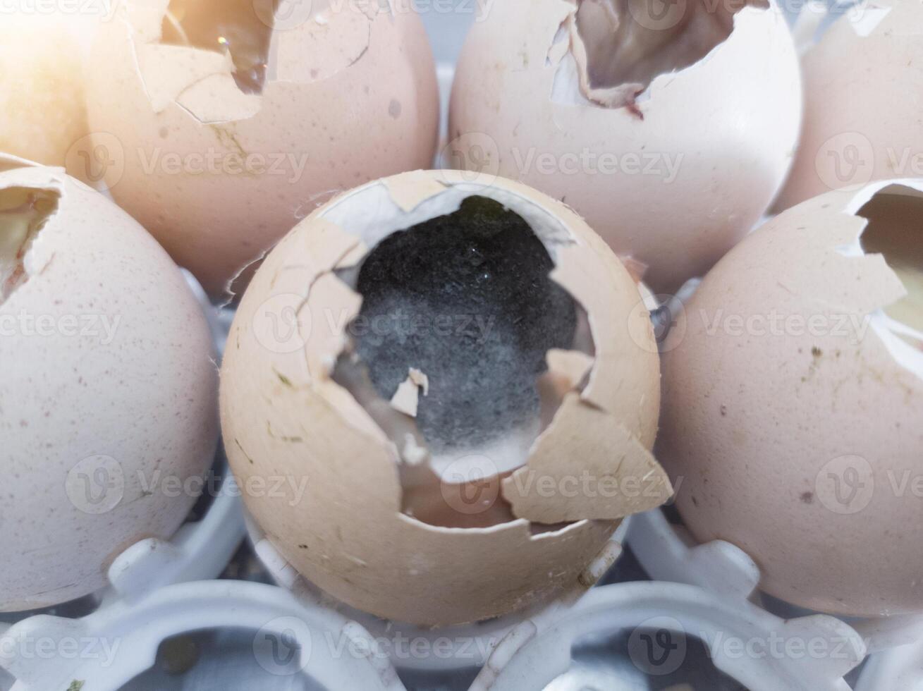 Check the condition of eggs that do not hatch to see if they have fungus and bacteria. photo