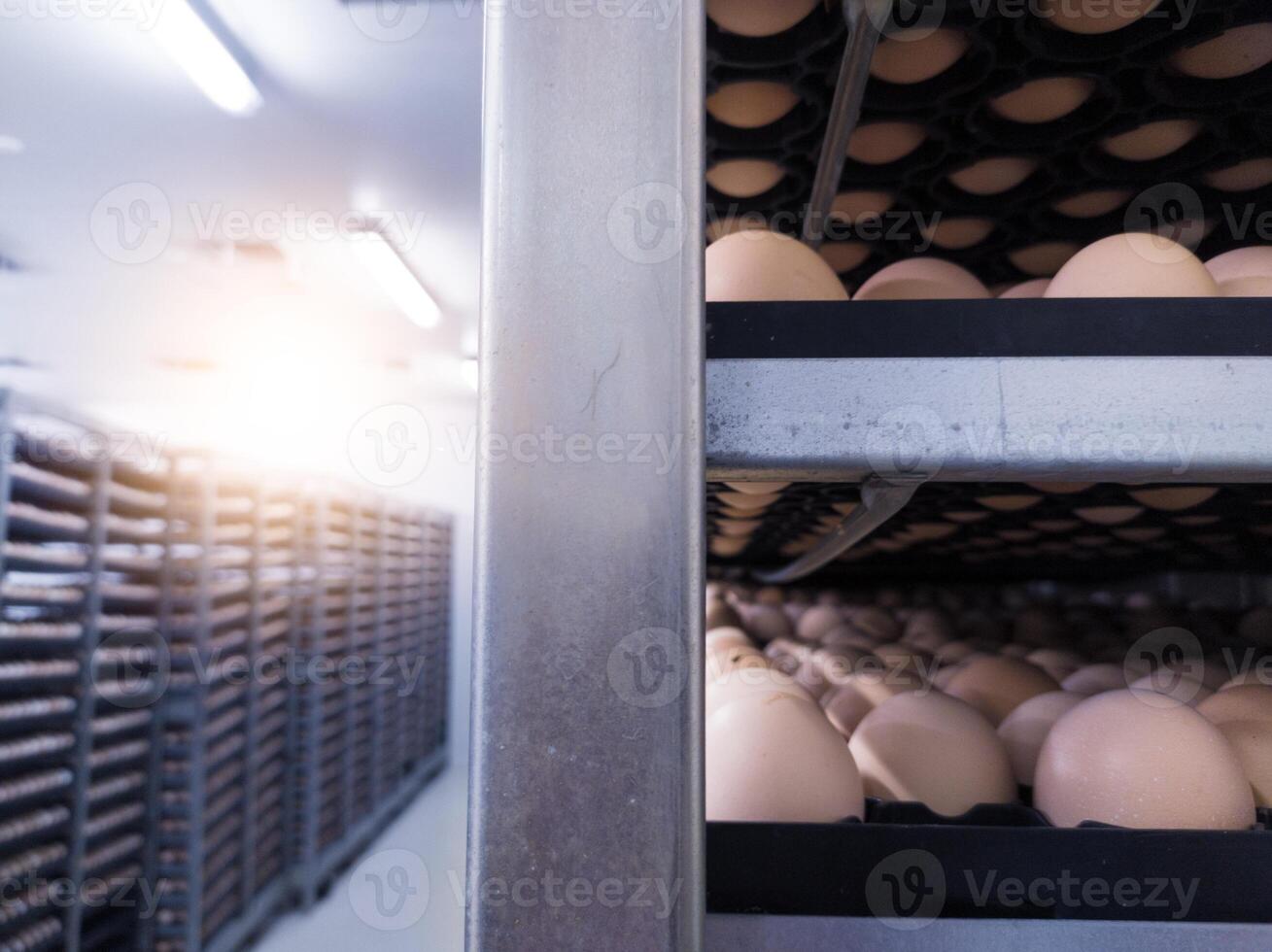 Eggs trolley in the cold storage room for hatchery production, Hatching eggs in trolley on the storage room ready hatching incubation. photo