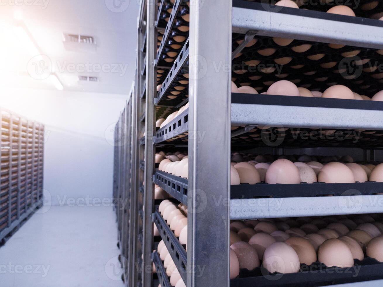 Eggs trolley in the cold storage room for hatchery production, Hatching eggs in trolley on the storage room ready hatching incubation. photo