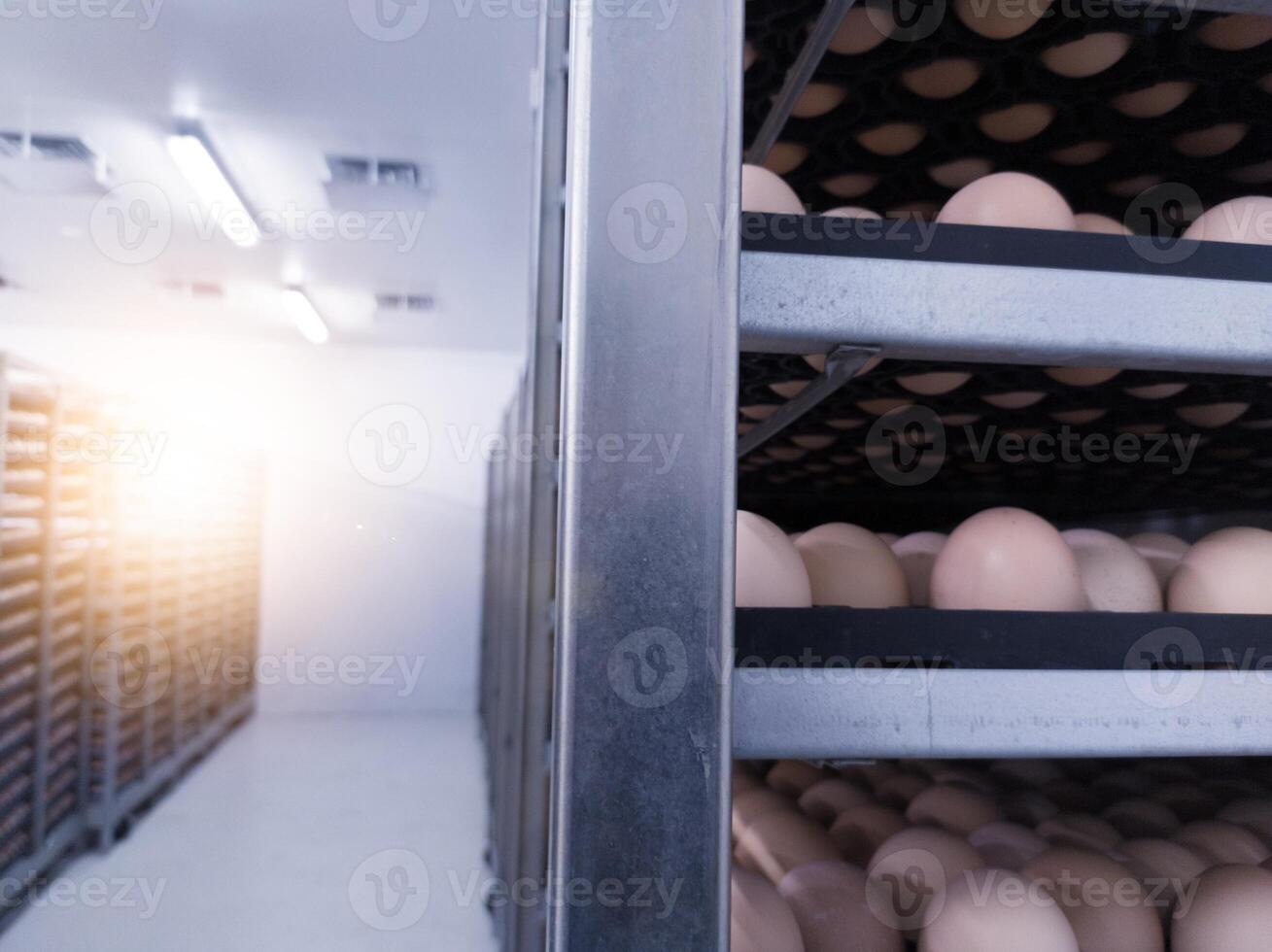 Eggs trolley in the cold storage room for hatchery production, Hatching eggs in trolley on the storage room ready hatching incubation. photo