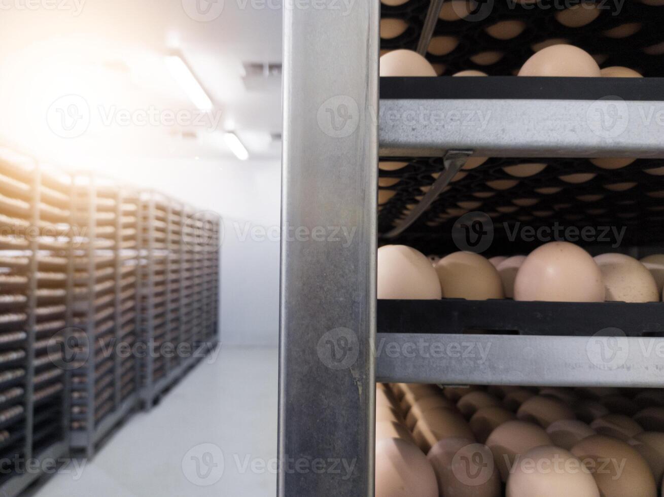 Eggs trolley in the cold storage room for hatchery production, Hatching eggs in trolley on the storage room ready hatching incubation. photo