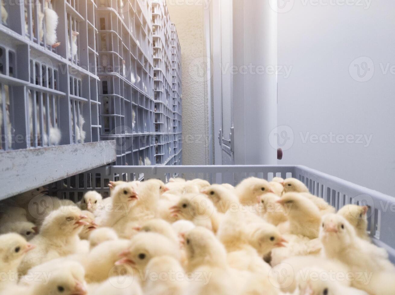 Hatching eggs in modern incubator hatchering machine, A newborn chicken is knocked out of an eggs ,brood of small chicks. High Technology of newborn chicken production. photo