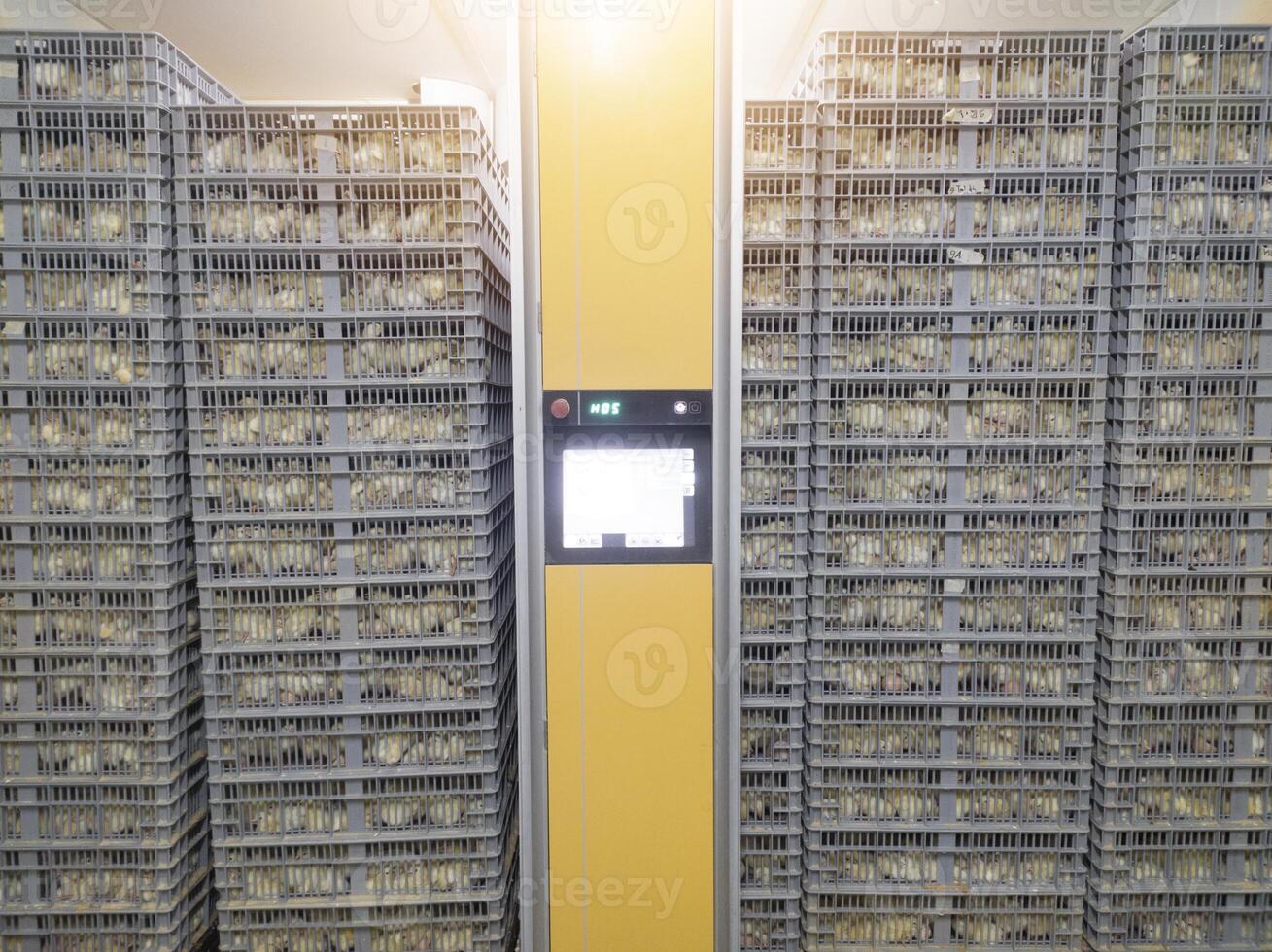 Hatching eggs in modern incubator hatchering machine, A newborn chicken is knocked out of an eggs ,brood of small chicks. High Technology of newborn chicken production. photo