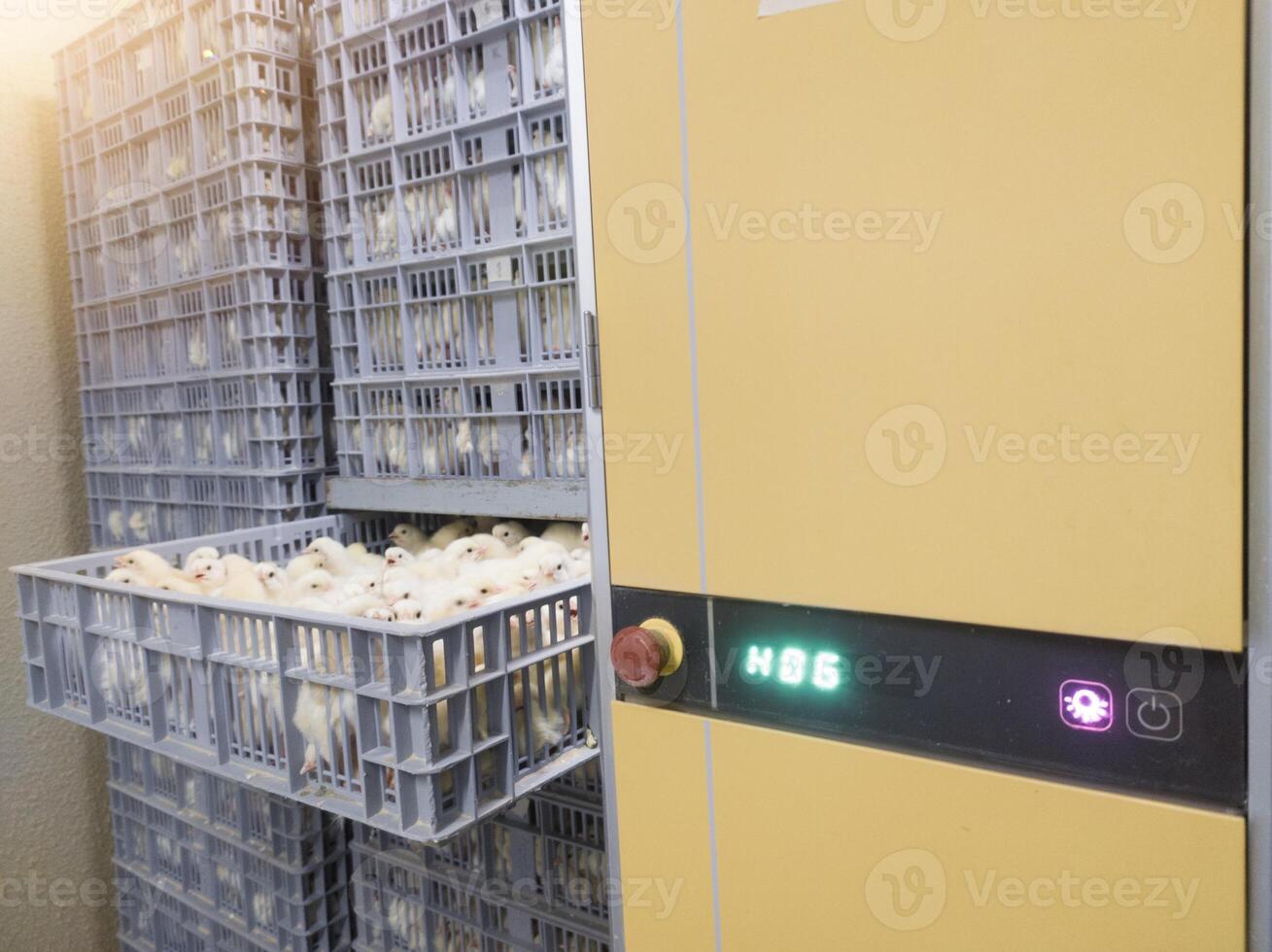 Hatching eggs in modern incubator hatchering machine, A newborn chicken is knocked out of an eggs ,brood of small chicks. High Technology of newborn chicken production. photo