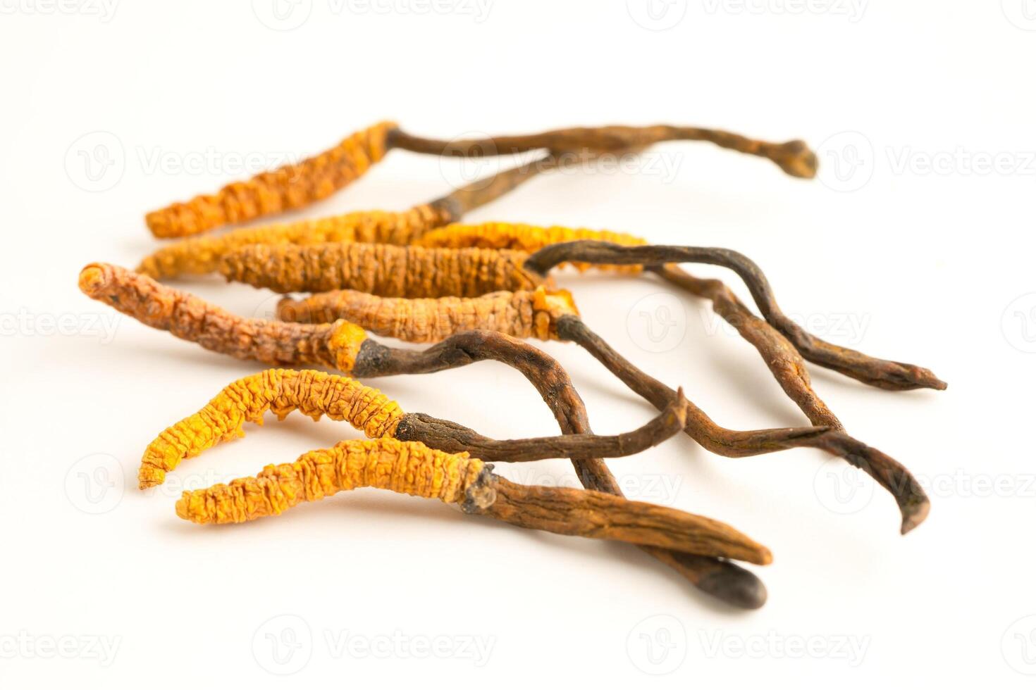Cordyceps or Ophiocordyceps sinensis mushroom herb is fungus for used as medicine on white background. photo