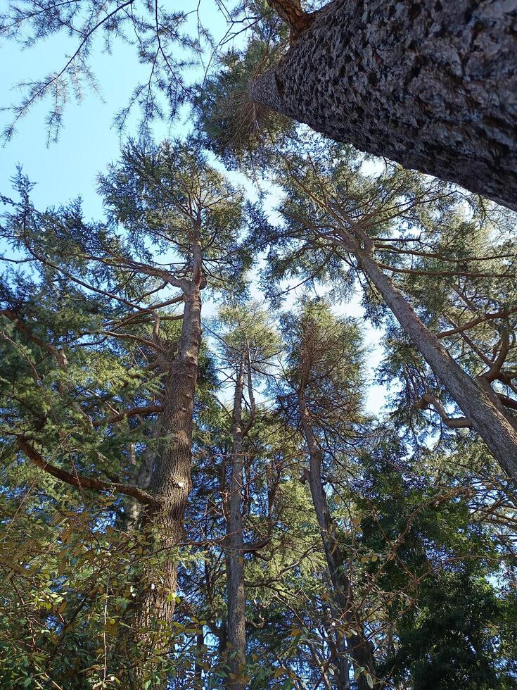 garden of tall pine trees photo