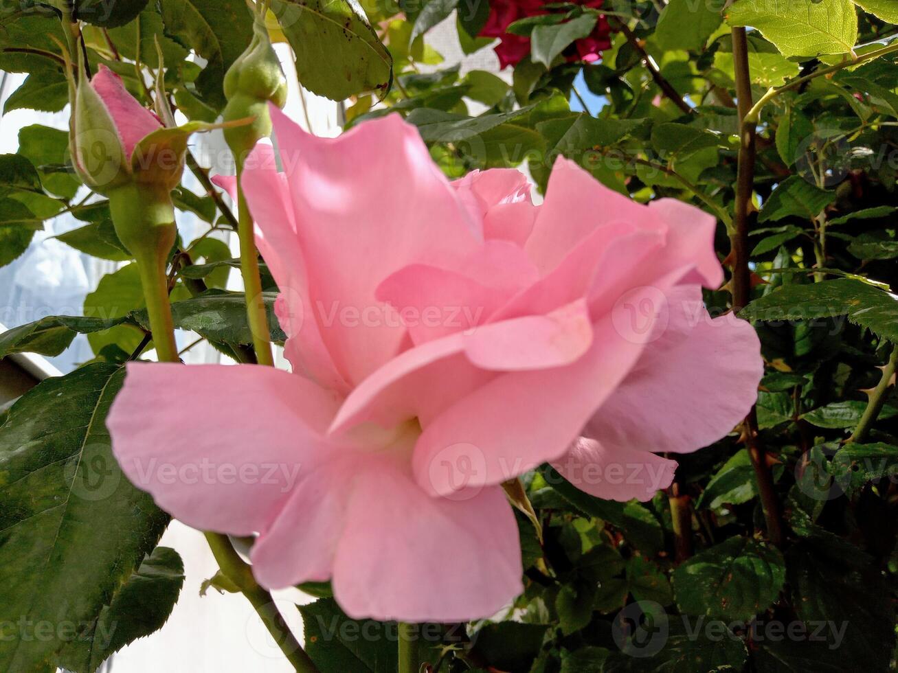 Light pink rose flower in the garden photo
