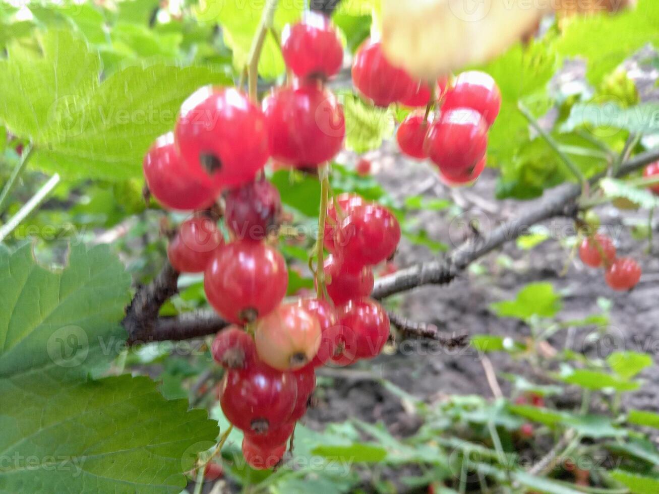 red currant bush in the spring garden photo