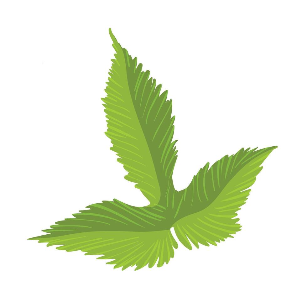 leaf isolated on white background vector