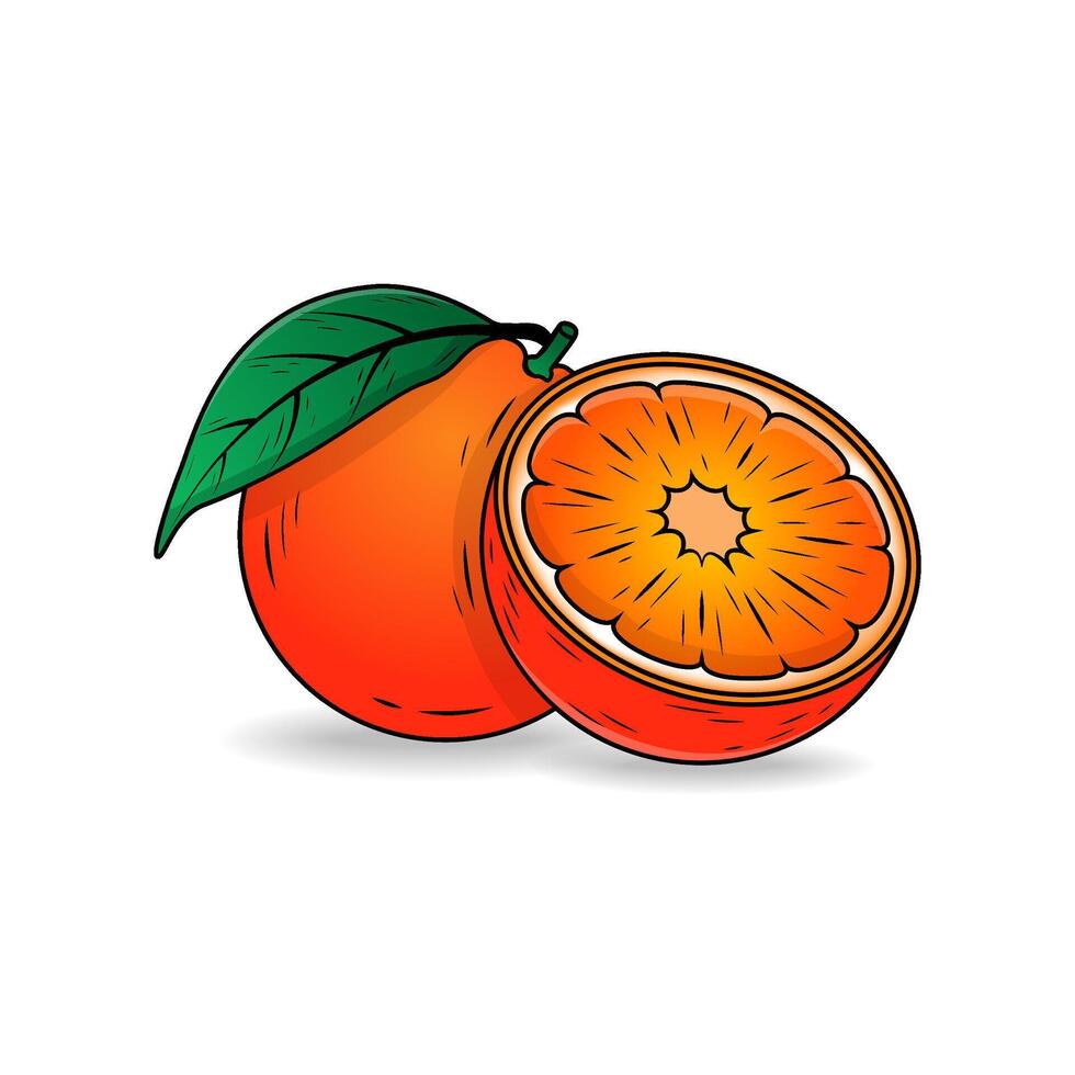Orange whole and slices of oranges illustration of oranges. gradient hand drawing vector