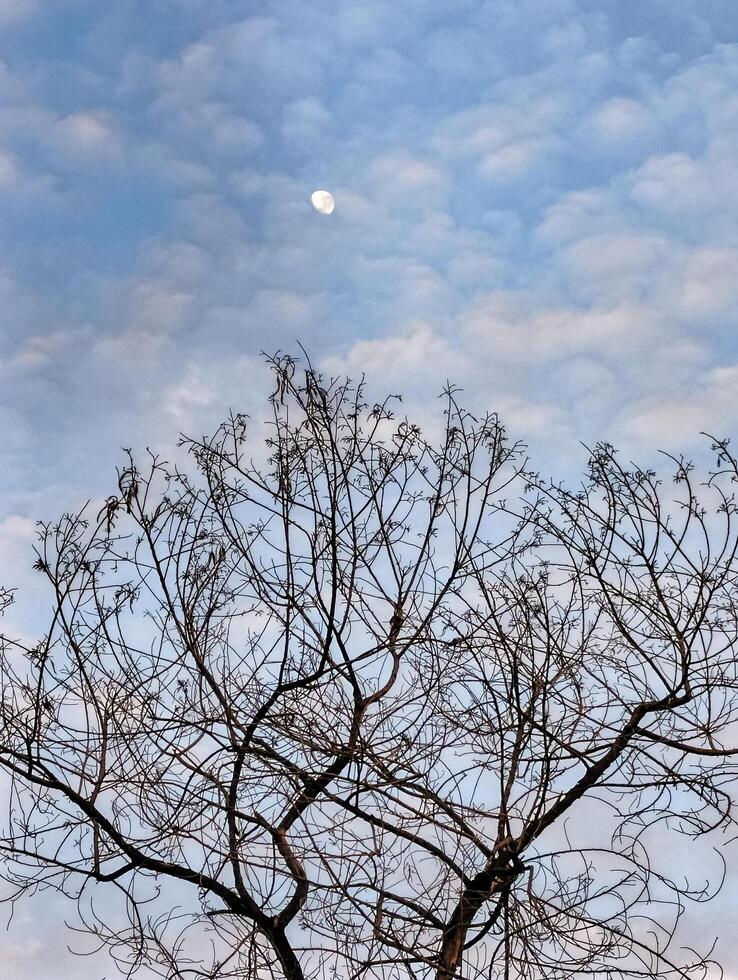 Tree with branches like silhouette, cloudy sky background photo