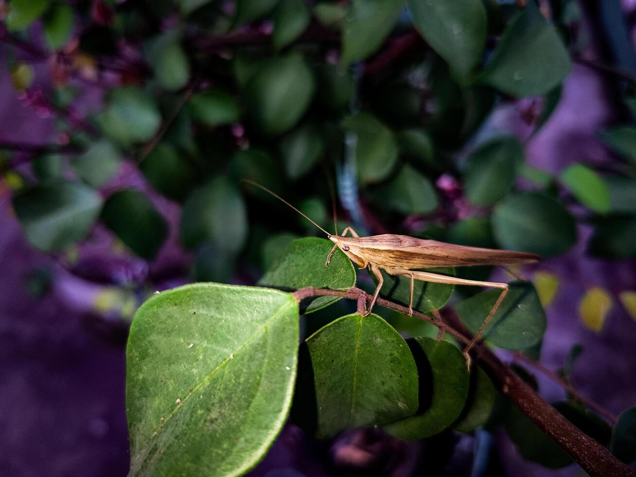 Long-headed grasshopper on leaves with scientific name Acrida cinerea photo