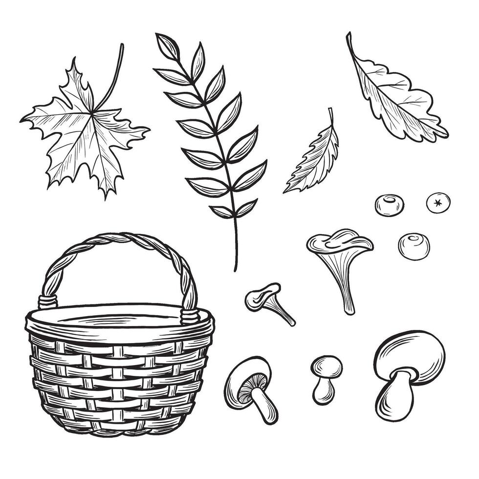 Wicker basket with mushrums and leaves. Set autumn sketches. line illustrations, hand drawn isolated. Black and white doodle of forest plant, nature concept. Clipart for card, sticker, wrapping vector