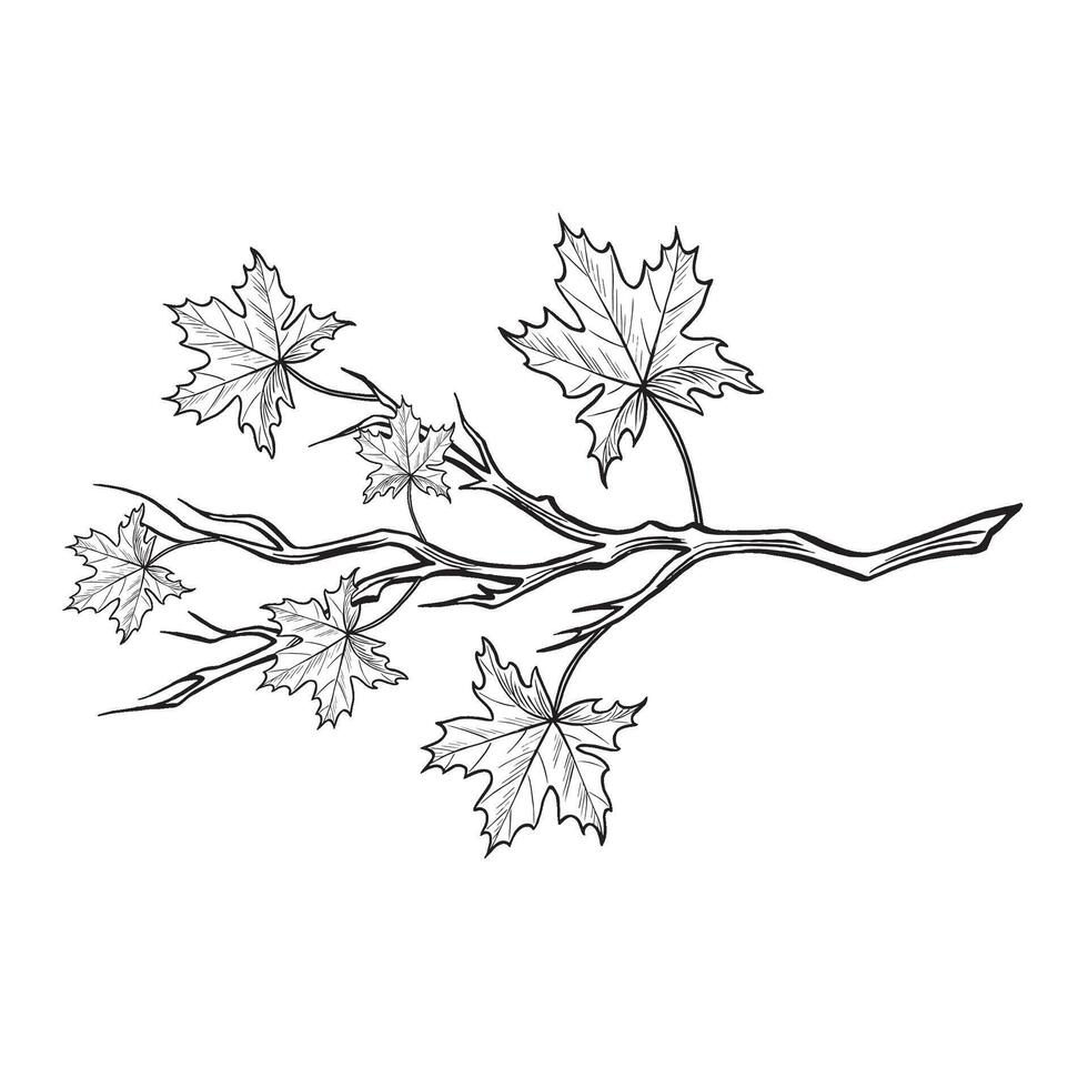 Maple branch with leaves sketch. Autumn foliage composition. graphic line illustration, hand drawn isolated. Black and white Forest and park plant, Canadian nature. Clipart for card, sticker. vector